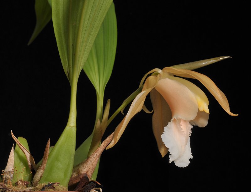 Coelogyne speciosa subsp. incarnata. f. alba.