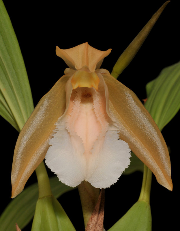 Coelogyne speciosa subsp. incarnata. f. alba. Close-up front.