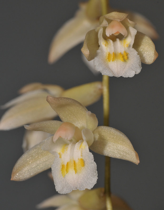 Coelogyne venusta. Close-up.