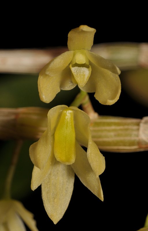 Dendrobium vesiculosum. Closer.