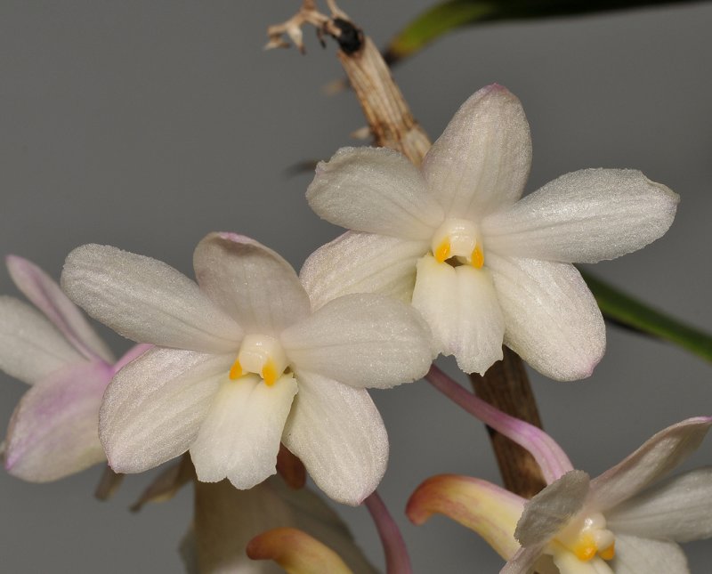 Dendrobium corallorhizon. Close-up.
