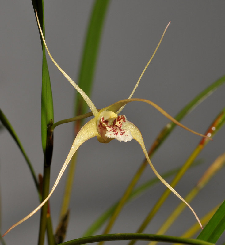 Dendrobium spec. Sulawesi. Closer.
