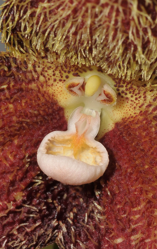 Dracula hirtzii. Small form. Close-up