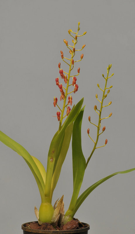 Liparis crenulata.