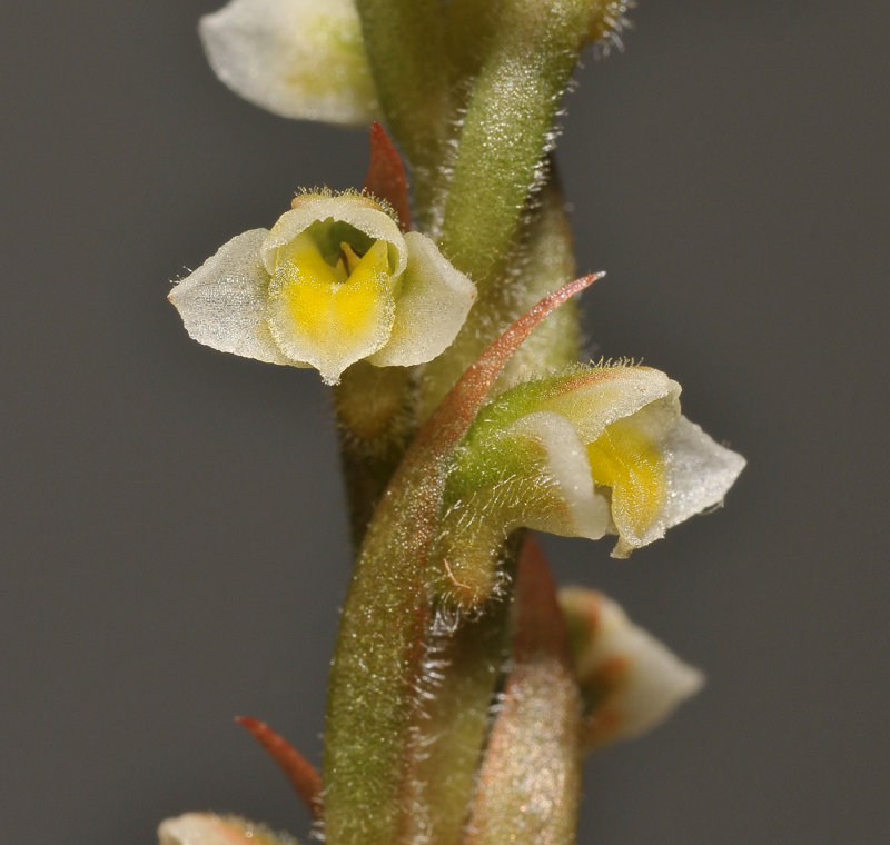 Mesadenella cuspidata. Close-up.