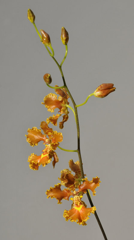 Gomesa forbesii.