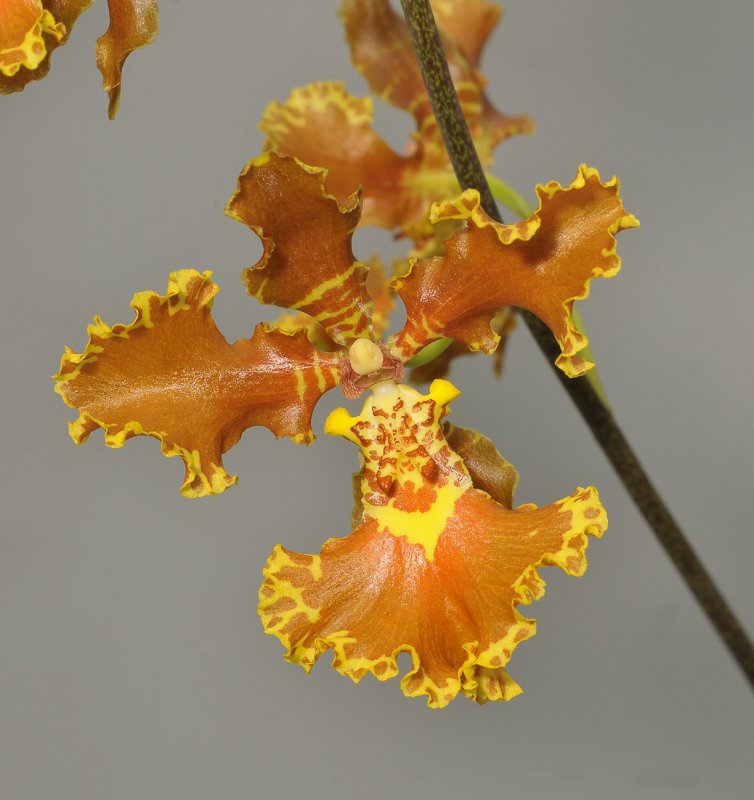 Gomesa forbesii. Close-up.