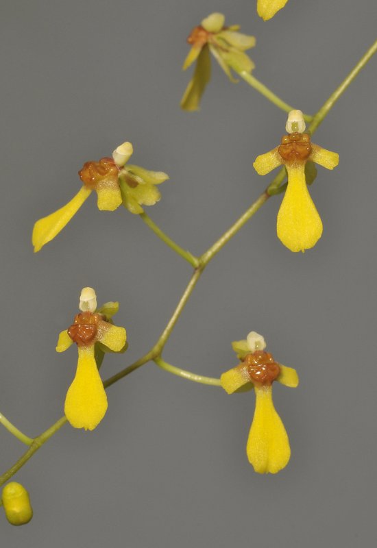 Gomesa hookerii.
