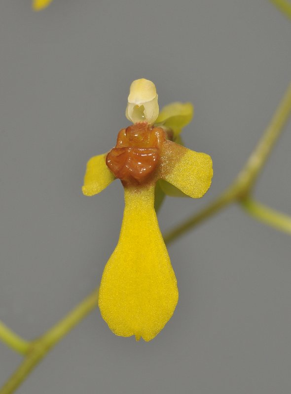 Gomesa hookerii. Close-up.