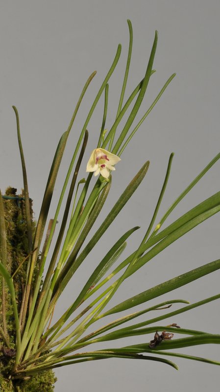 Polystachia vulcanica.