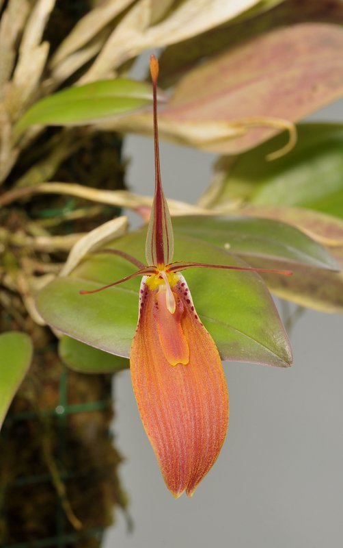 Restrepia cuprea.