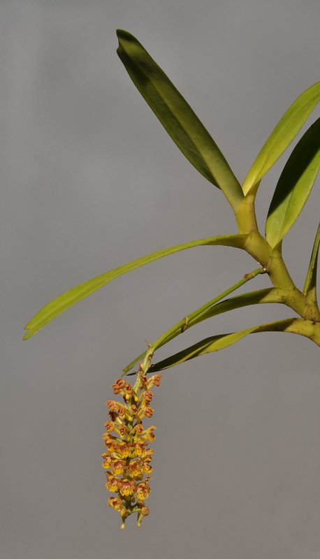 Robiquetia minahassae