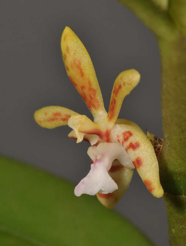 Trichoglottis celebica. Close-up side.