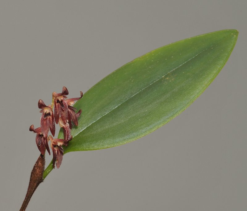 Trichosalpinx blaisdellii.