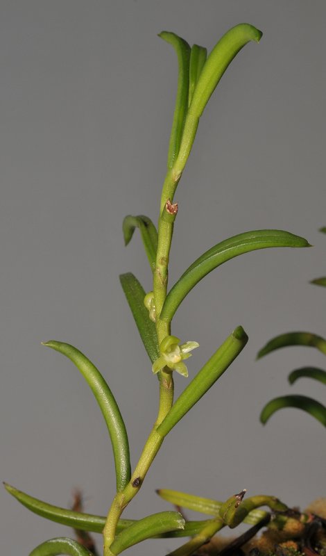 Adenoncos triloba.