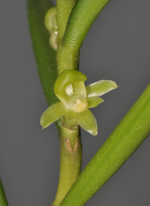 Adenoncos triloba. Closer.