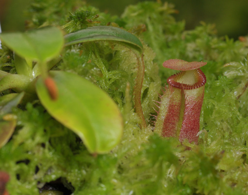 Nepenthes villosa.