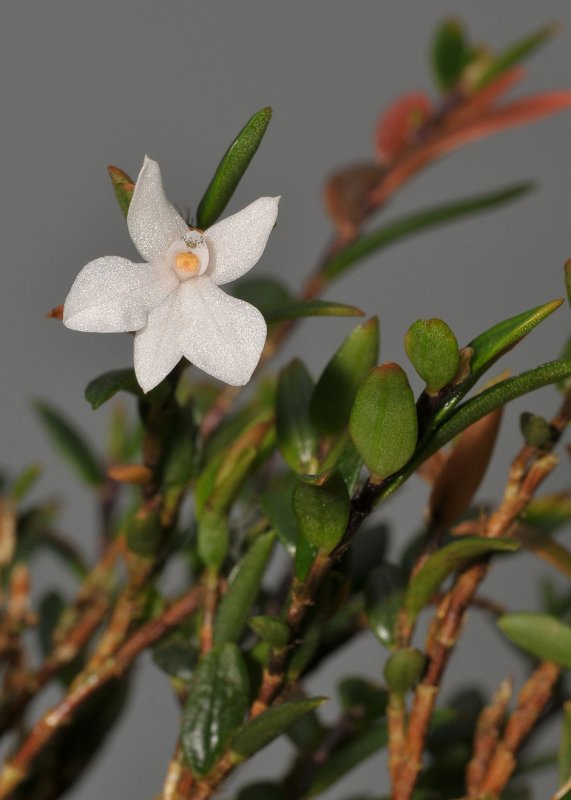 Glomera subpetiolata.