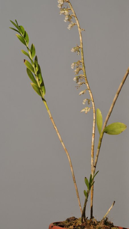 Appendicula longirostrata.