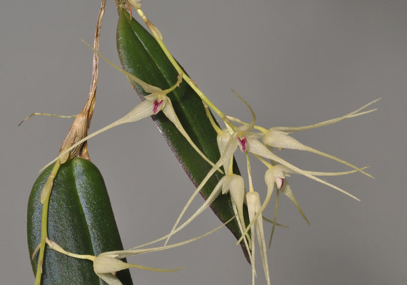 Bulbophyllum macrourum.