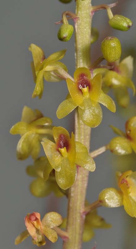 Crepidium spec. Close-up.