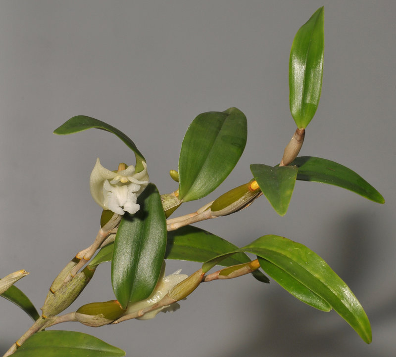 Dendrobium conspicuum