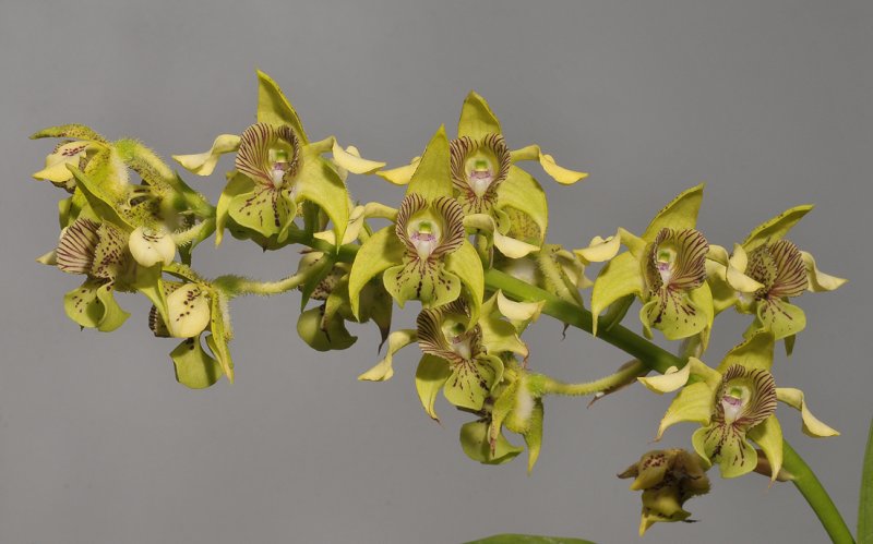 Dendrobium macrophyllum