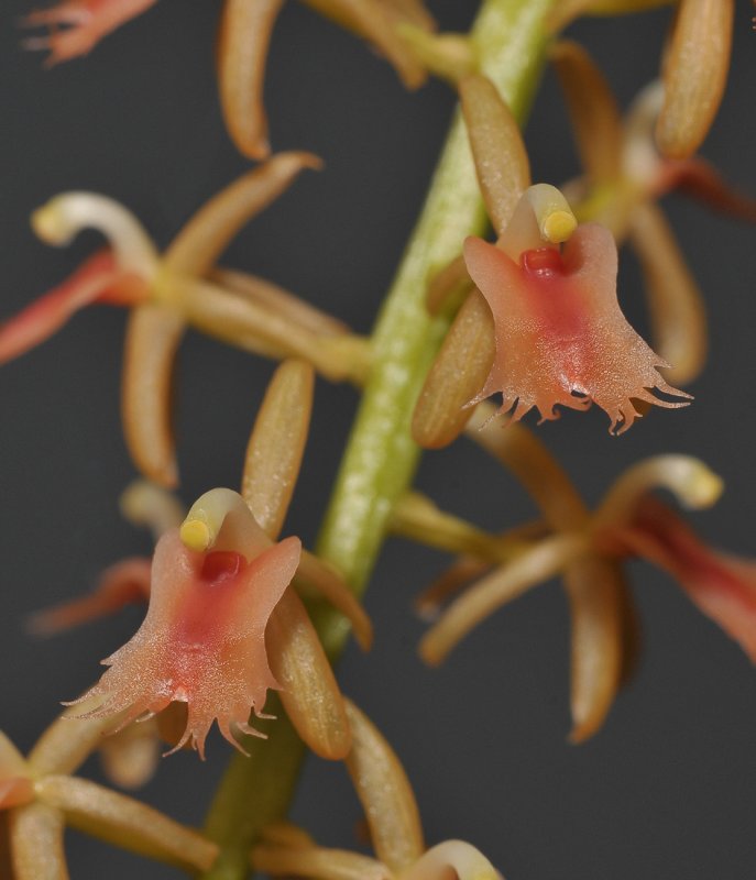Liparis lacerata. Close-up.