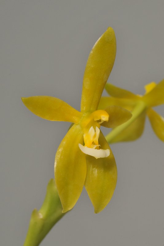 Phalaenopsis cornu-cervi f. flava.