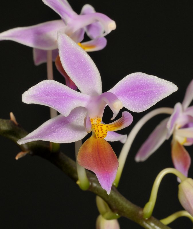 Phalaenopsis equestris. Close-up.