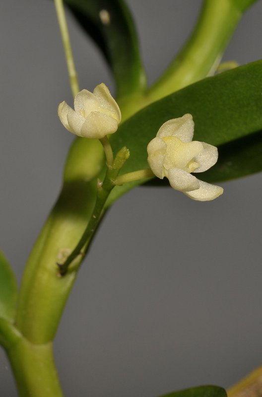 Thrixspermum spec. Closer.