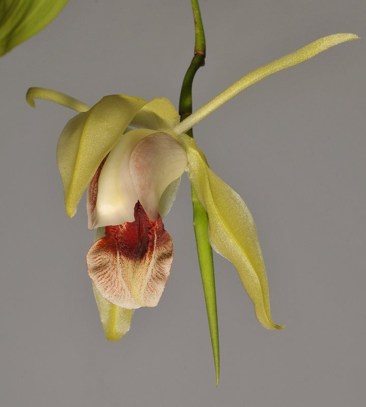 Coelogyne celebensis. Closer.