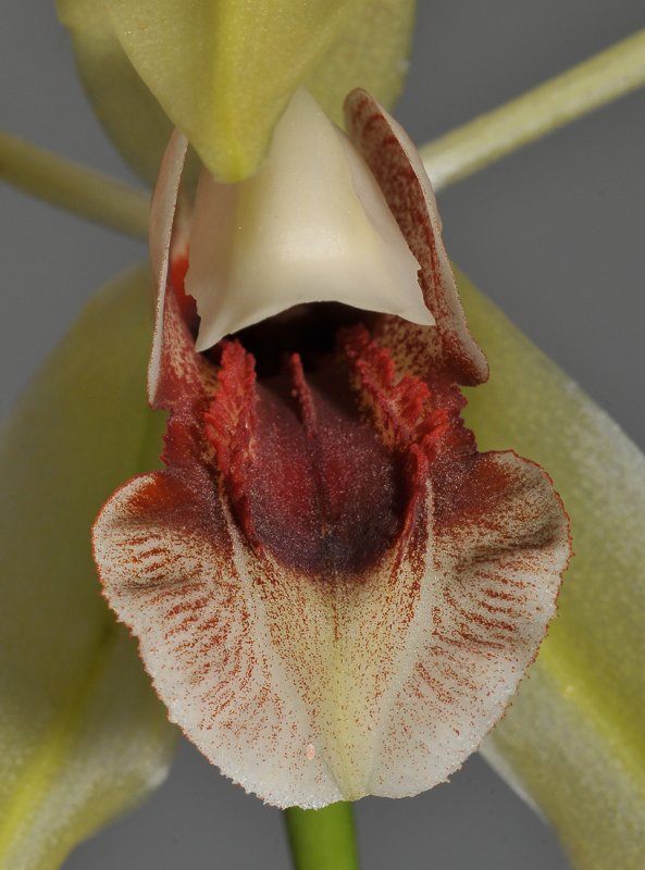 Coelogyne celebensis. Close-up.