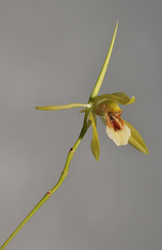 Coelogyne guamensis? sp. aff. carinata.