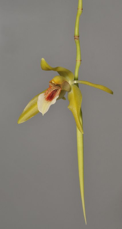 Coelogyne guamensis? sp. aff. carinata.