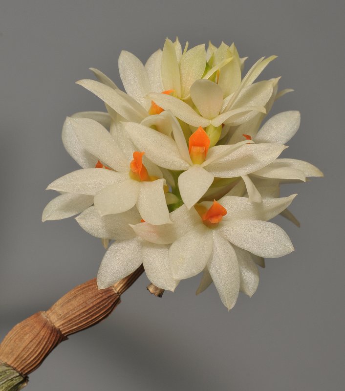 Dendrobium bracteosum. White.