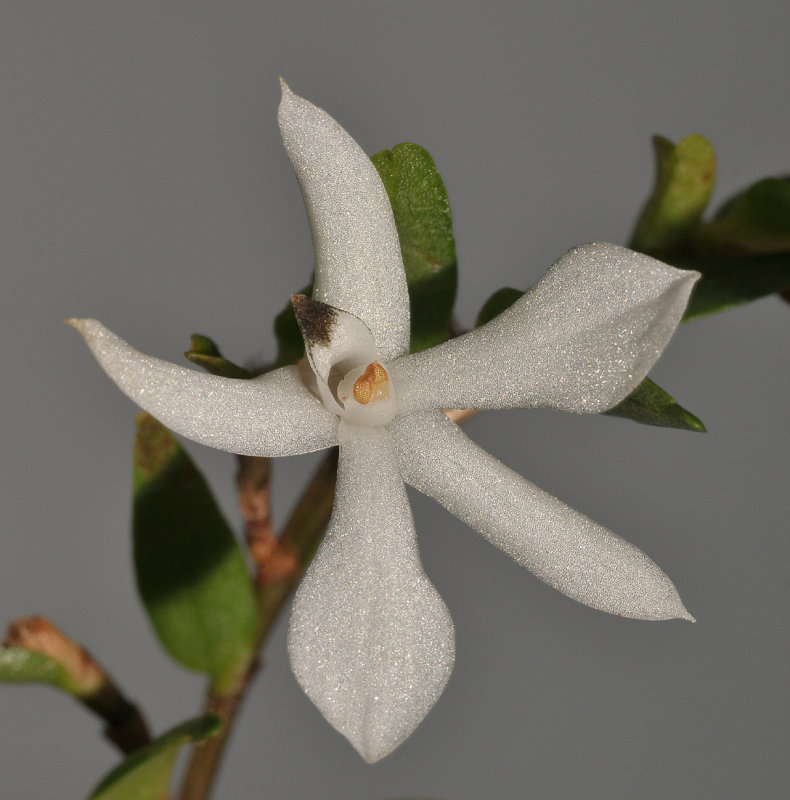 Glomera hamadryas. Close-up.