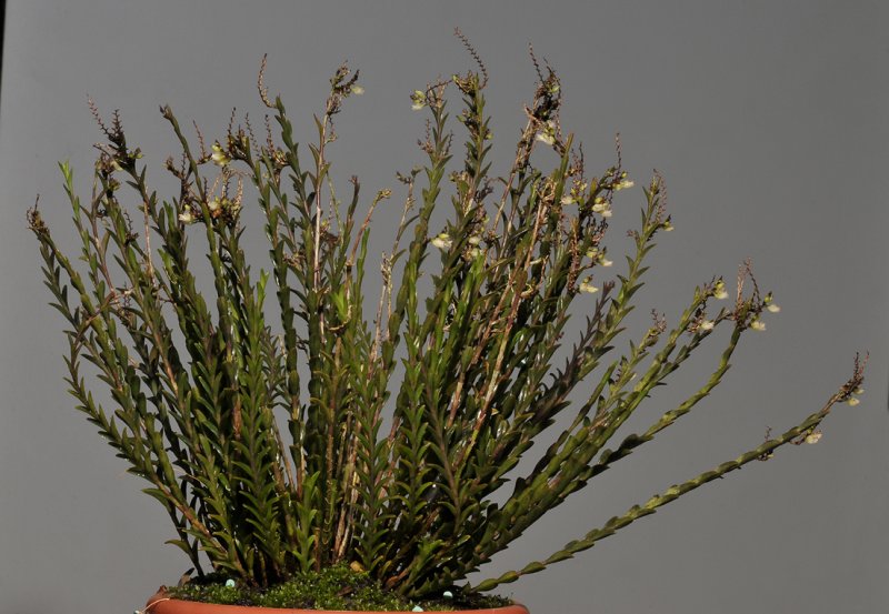 Podochilus lucescens.