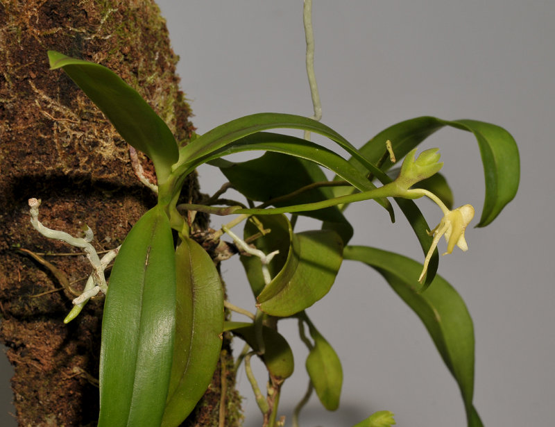 Thrixspermum spec.