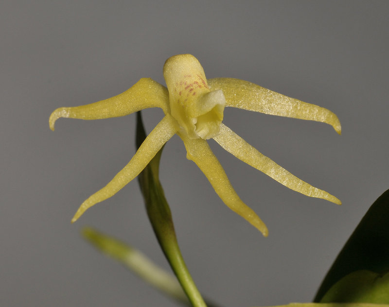 Thrixspermum spec. Close-up.