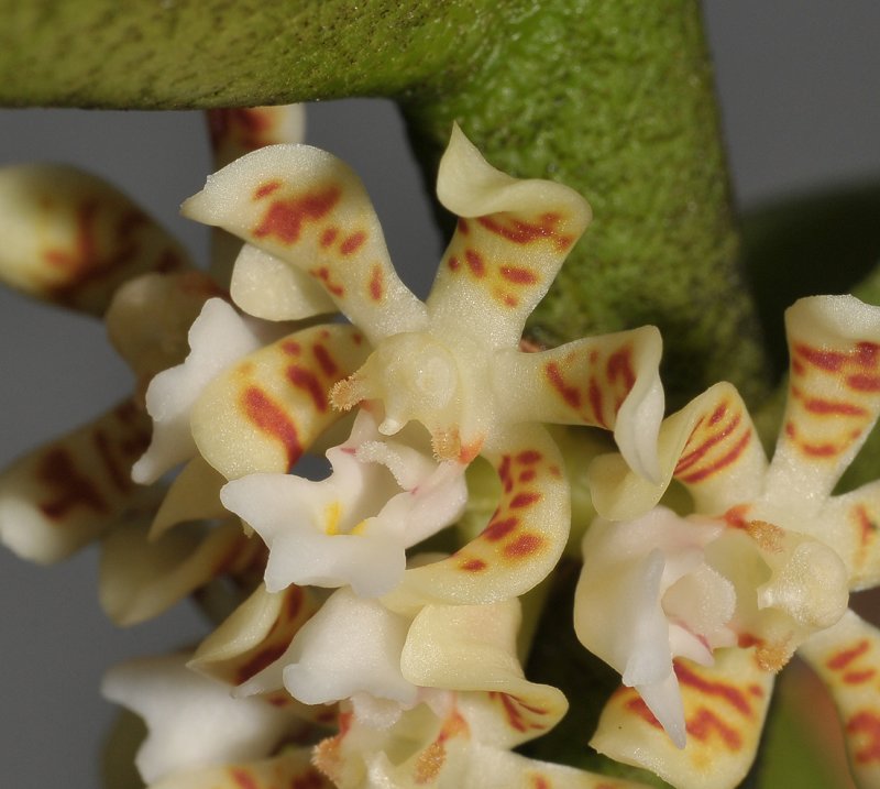 Trichoglottis collenetteae aff. Close-up.
