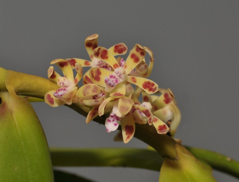Trichoglottis papuana. Closer.