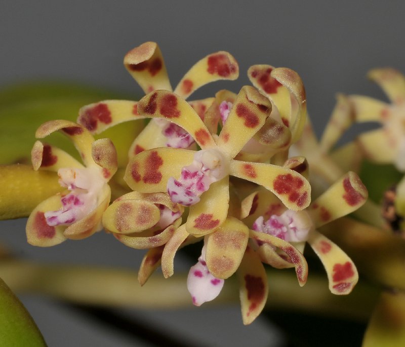Trichoglottis papuana. Closer.