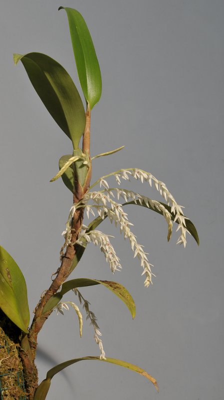 Bulbophyllum leucothyrsus.