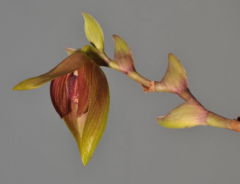 Bulbophyllum mandibulare