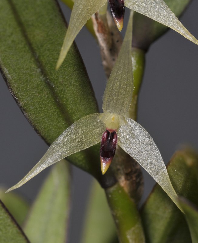 Bulbophyllum spec. sect. Fruticicola.