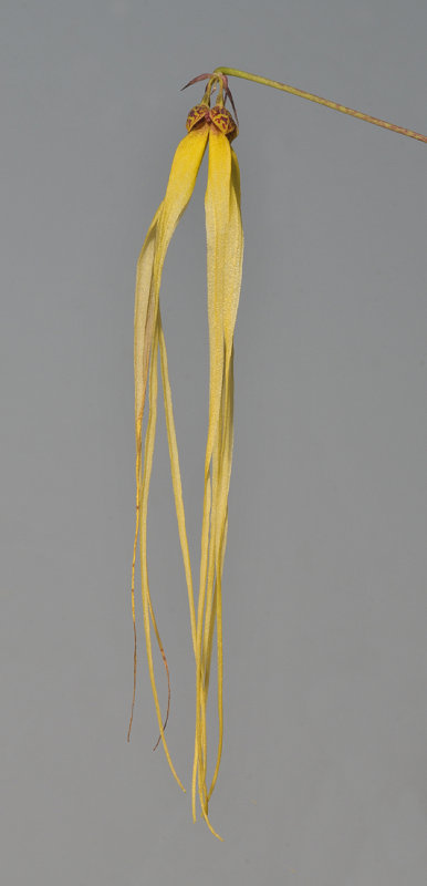 Bulbophyllum thiurum.
