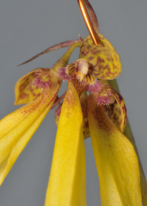 Bulbophyllum thiurum. Close-up.