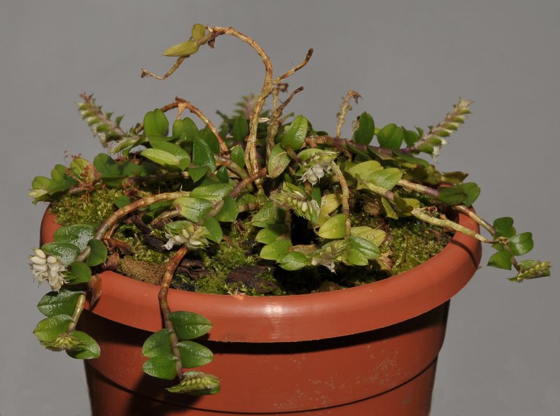 Appendicula spec.