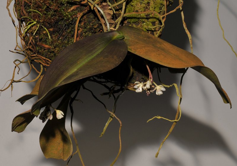 Brachypeza indusiata.